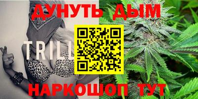 сатива Коммунар