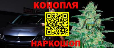 сатива Коммунар